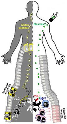 Vaccine Immunotherapy for Celiac Disease